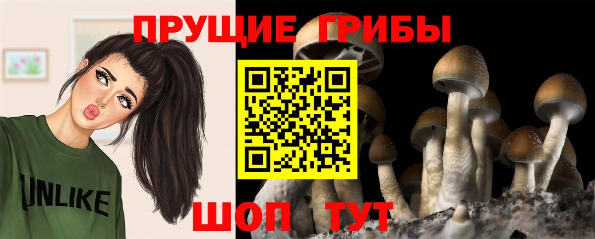 Псилоцибиновые грибы Psilocybe  Вход с VPN  Богданович 